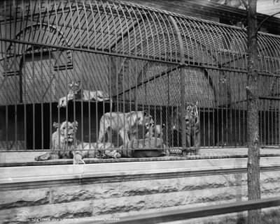 Leoni e tigri nel Lincoln Park, Chicago (c.1901) da Detroit Publishing Co.